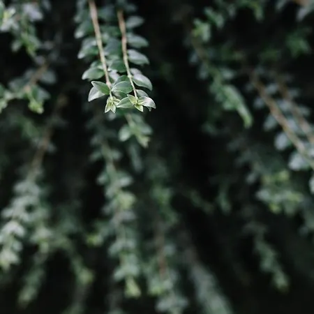 Hallinger Am Waidmannhof Daire *